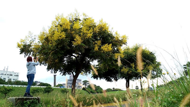 新北市河濱運動公園台灣欒樹盛開，花瓣飄落宛如黃金雨。（圖／新北市政府水利局提供）