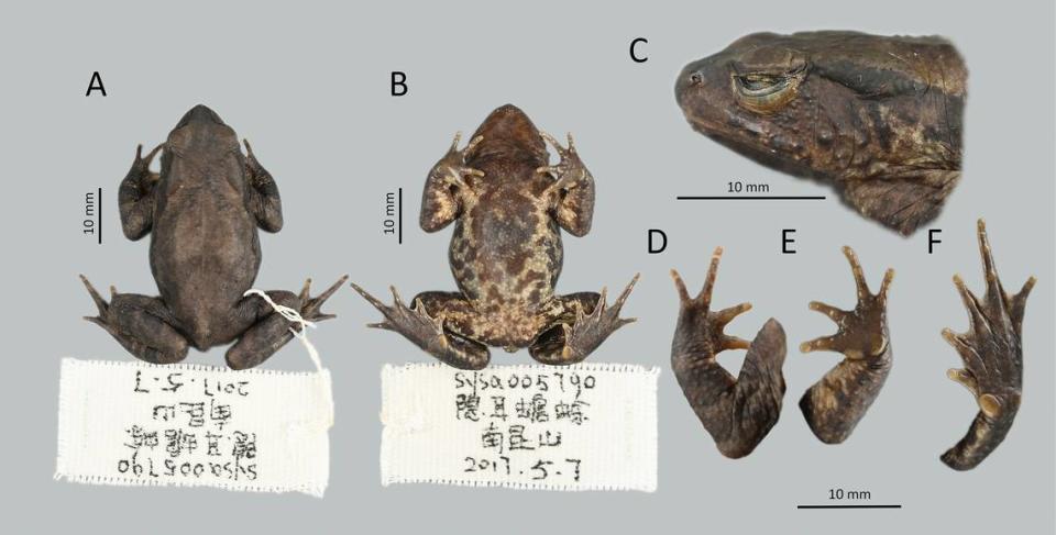 The specimens were collected from a mountain in China’s Guangdong Province.