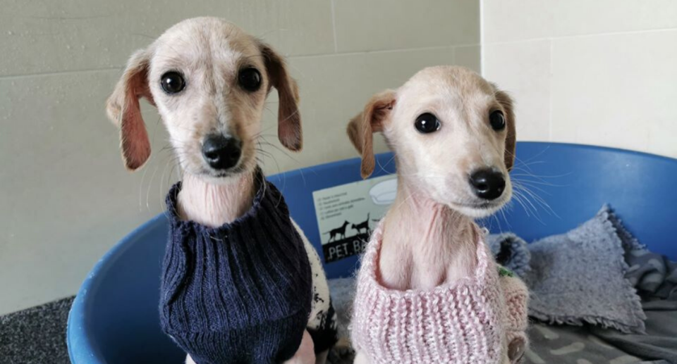 Balding puppies 'dumped like rubbish on roadside' need Christmas jumpers to keep warm