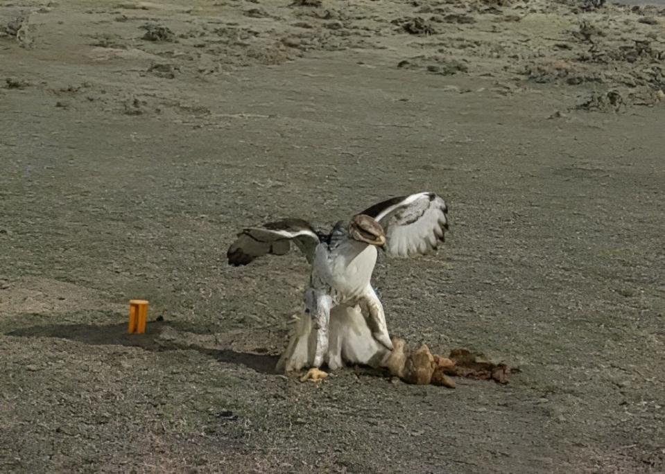 棕色鷹在懷俄明州的雷電盆地國家草原上處理一隻剛捕獲的草原犬鼠。（圖／Lauren Porensky）