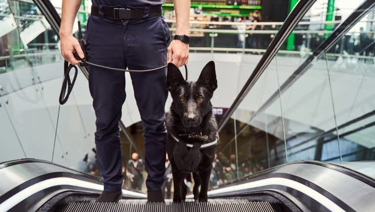 Video Shows Bomb-Sniffing Dog Mishandled at Airport