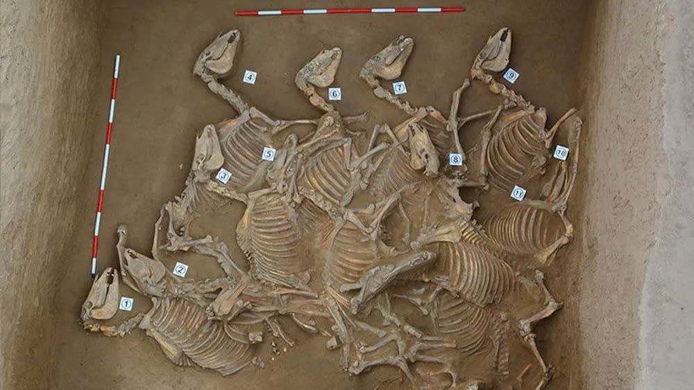  A pit filled with horse skeletons. 