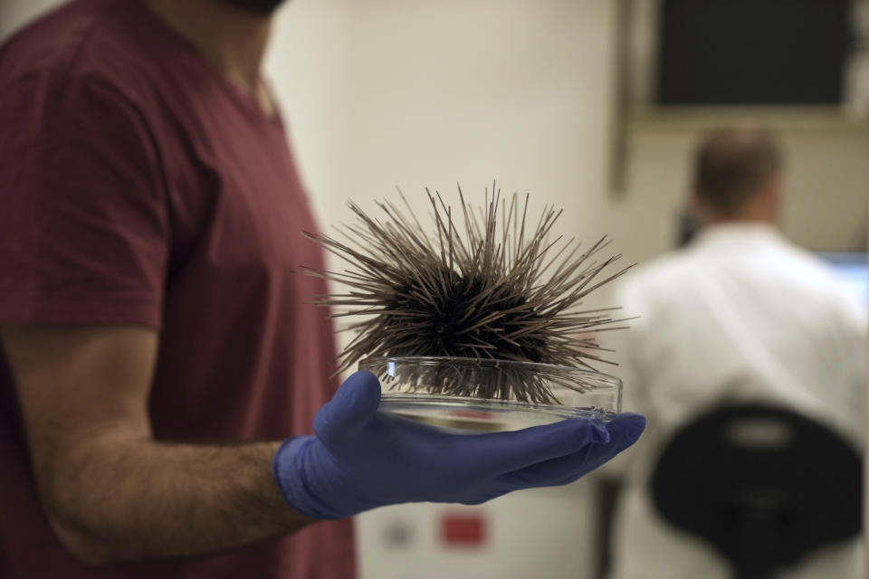 A scientist holds holds a sea urchin specimen of the long-spined Diadema setosum, found in the Mediterranean, at the Steinhardt Museum of Natural History of Tel Aviv University in Tel Aviv, Israel, Wednesday, May 24, 2023. Tel Aviv University scientists say that sea urchins in Israel's Gulf of Eilat in the Red Sea are dying at an alarming rate, threatening the sea's prized coral reef ecosystems. (AP Photo/ Maya Alleruzzo)
