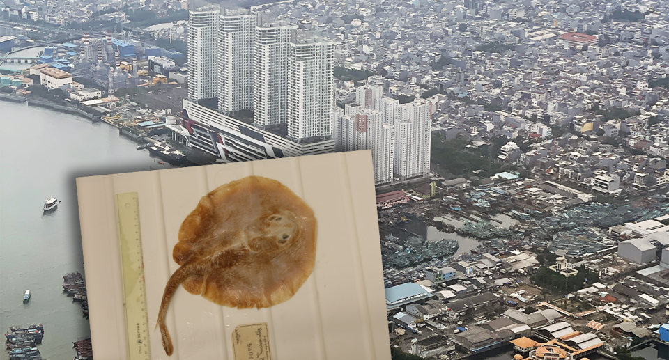 A Java Stingaree (inset). Jakarta Bay (background) from above.