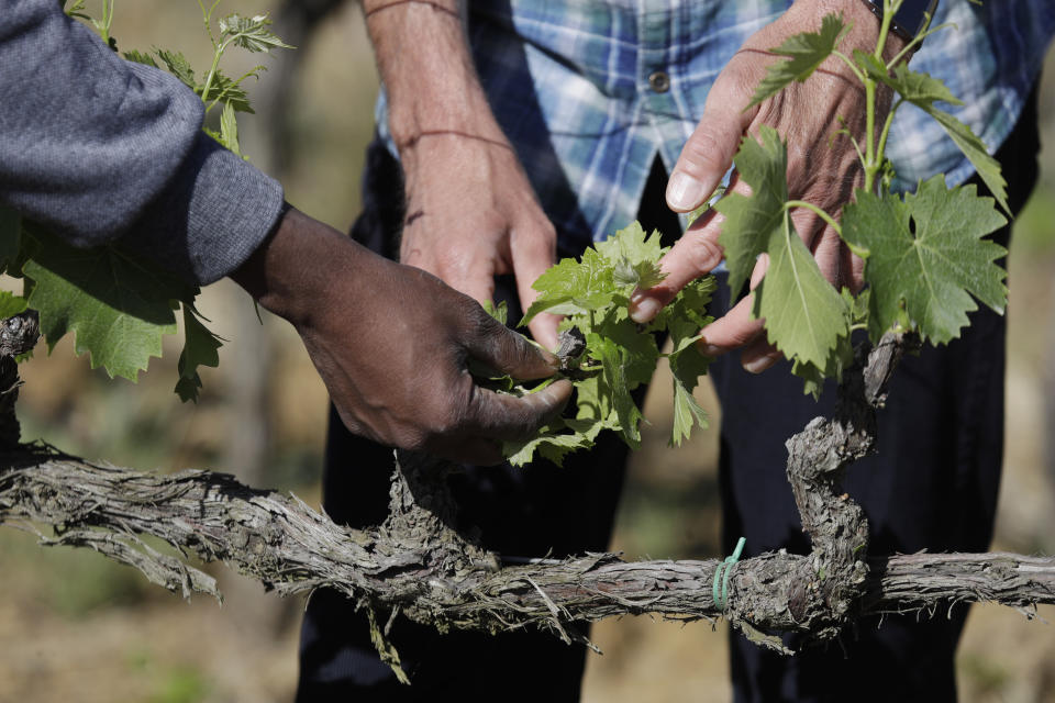 Sales Godge,of Burkina Faso and Agronomist Vittorio Stringari inspect a grapevine at the Nardi vineyard in Casal del Bosco, Italy, Thursday, May 27, 2021. It is a long way, and a risky one. But for this group of migrants at least it was worth the effort. They come from Ghana, Togo, Sierra Leone, Pakistan, Guinea Bissau, among other countries. They all crossed the Sahara desert, then from Libya the perilous Mediterranean Sea until they reached Italian shores, now they find hope working in the vineyards of Tuscany to make the renown Brunello wine. (AP Photo/Gregorio Borgia)