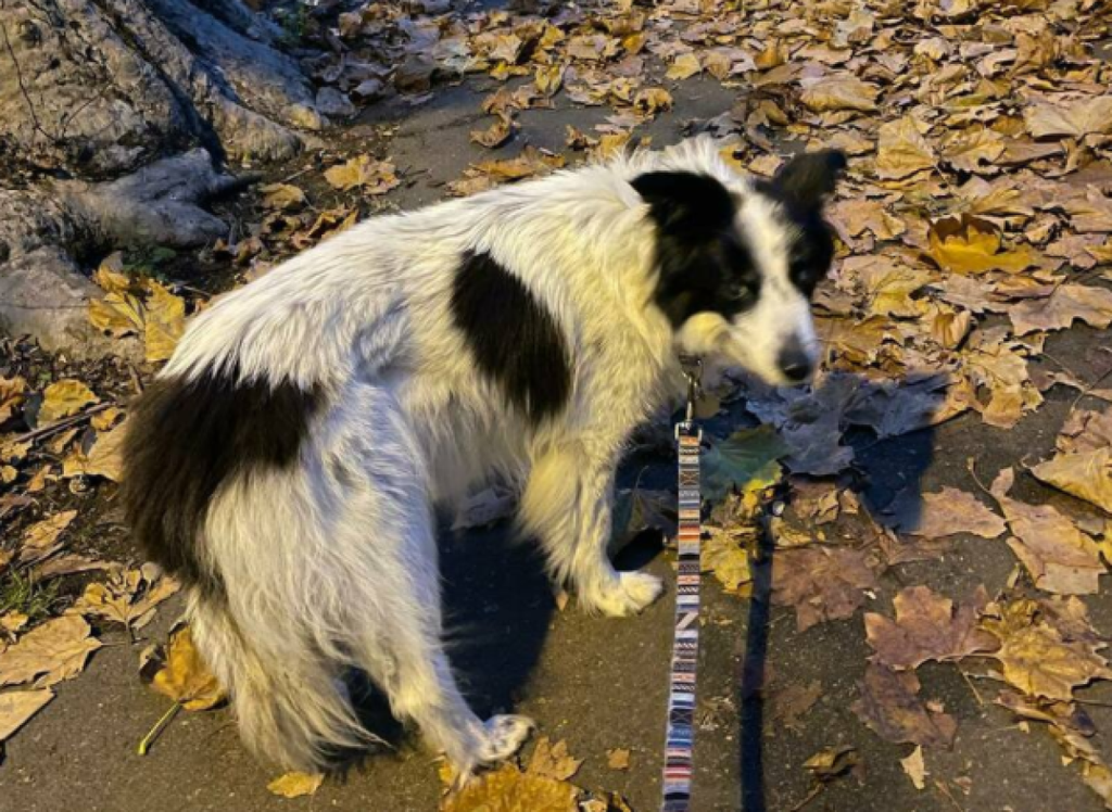 Cabbage, who trended on Twitter last year when she was stolen, has died (Rory Cellan-Jones)