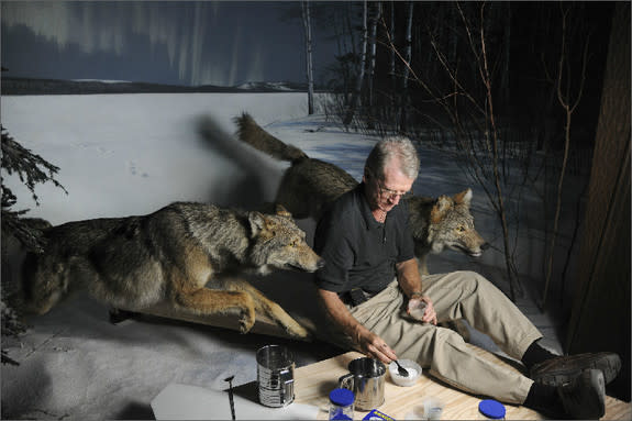 The addition of new, energy-efficient lights to the wolf diorama caused a problem: Their shadows that didn’t match the setting of a moonlit December night on the southern shore of Gunflint Lake in northern Minnesota. Museum artist Stephen C. Qu