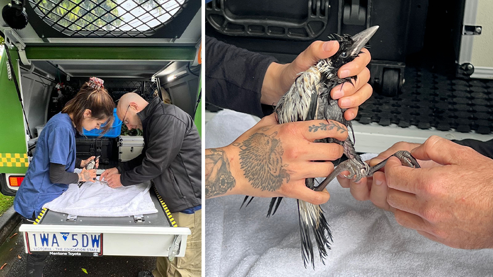 Left - Wildlife workers assessing a magpie in the back of their van. Right - close up of the magpie.