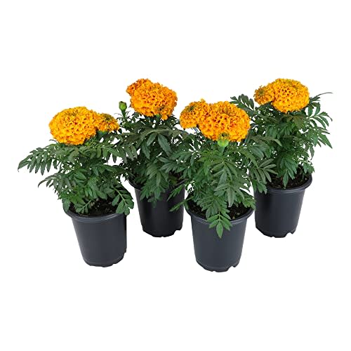 Aztec Marigold Flowers (4 Pack), Tagetes Erecta, Mexican Marigold Orange Flowers, Mexican Marigold Flowers, African Marigold Flowers, Orange Marigold Flowers, Marigold Plant Live by Plants for Pets