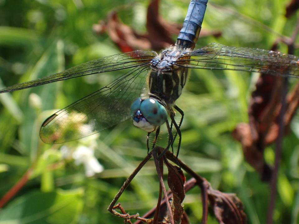 Learn about the blue dasher and other kinds of dragonflies at "Rainbows on the Wing" at the Cape Cod Museum of Natural History at 1 p.m. Sunday, March 3.