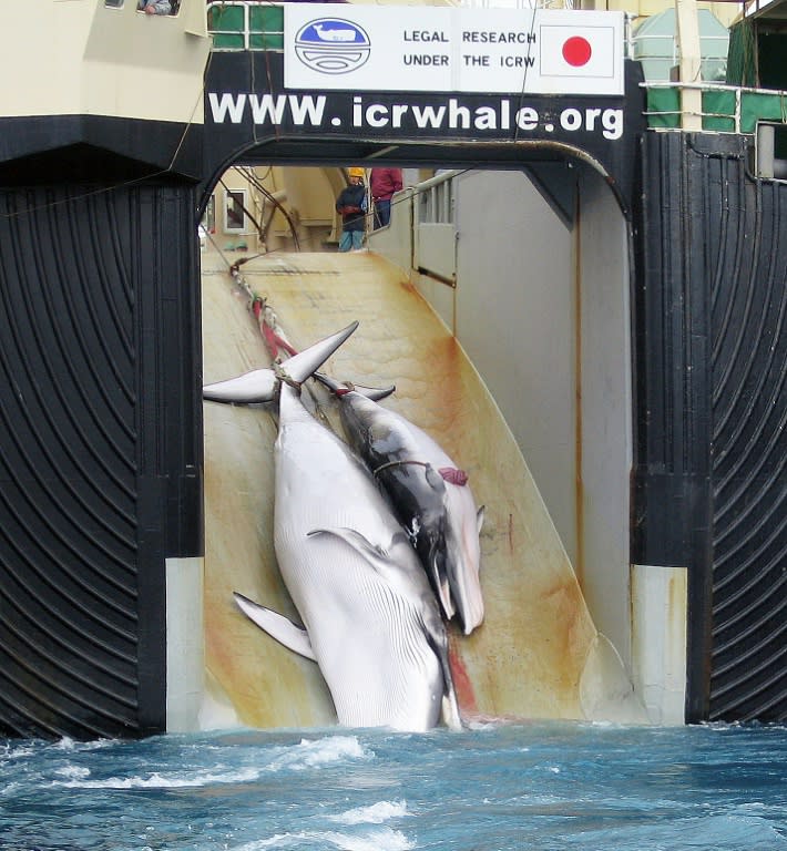 A mother whale and her calf can be seen being dragged on board a Japanese ship after being harpooned in Antarctic waters in this 2008 photo taken from an Australian customs vessel