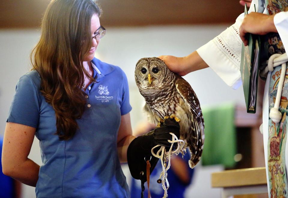 The Rev. Marty Zlatic blesses barred owl Oliver during a Blessing of the Animals service at Saint Joseph's Episcopal Church in Boynton Beach on Sunday, Sept. 30, 2012. The owl, seen here with Busch official Rebeka Nikolaus, was attacked as a baby and is unable to fly, but has prevailed to be part of Busch's move to its new Jupiter Farms campus in October 2023.