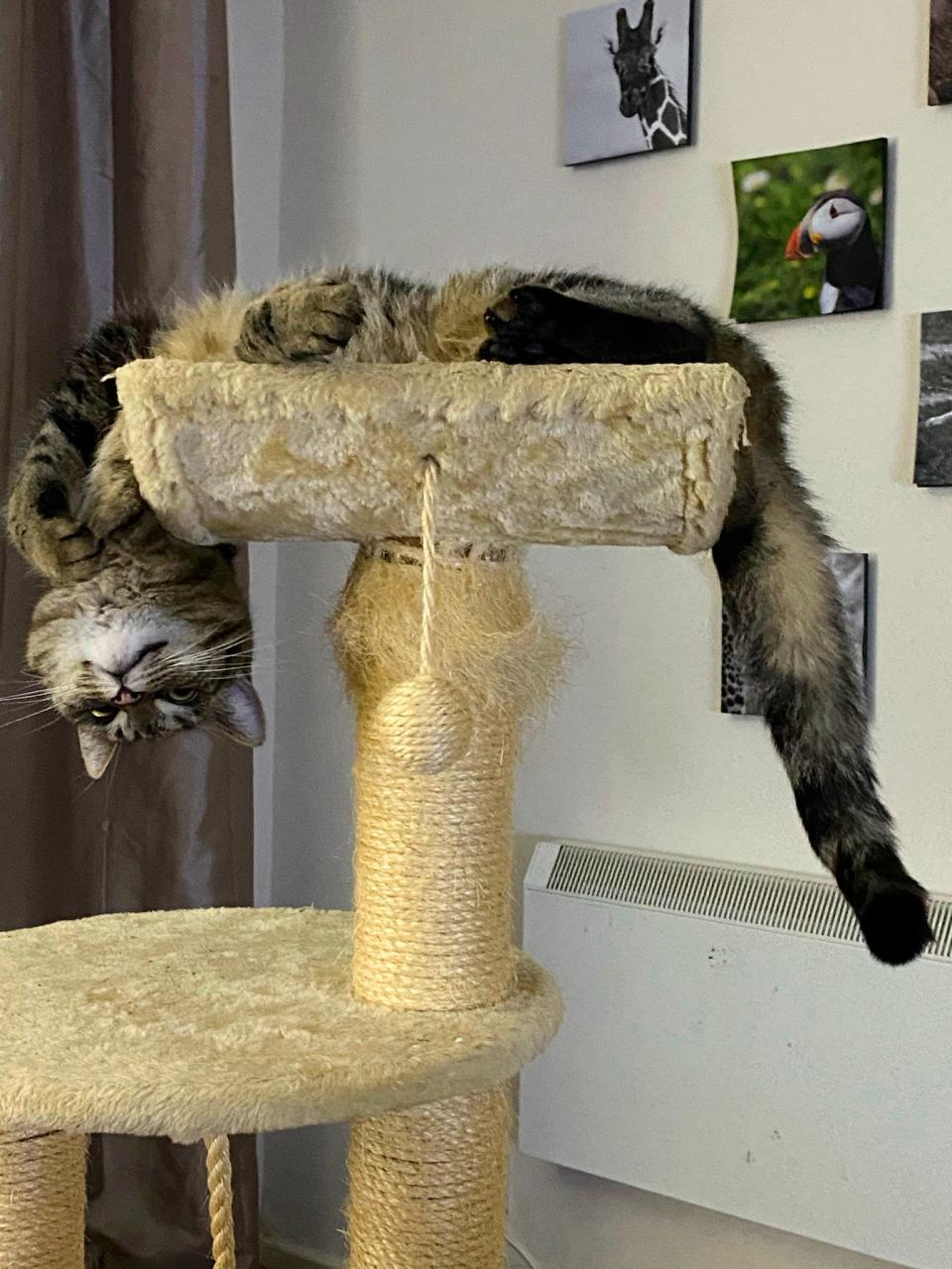 Cat sleeping on a cat tower