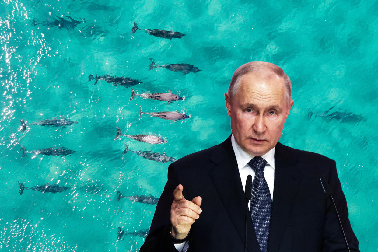 Vladimir Putin; DolphinsPhoto illustration by Salon/Getty Images