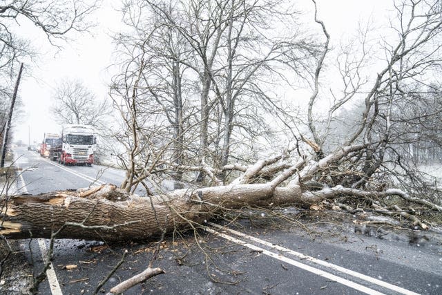 Tree blocks the A702 after it is blown over in Storm Barra