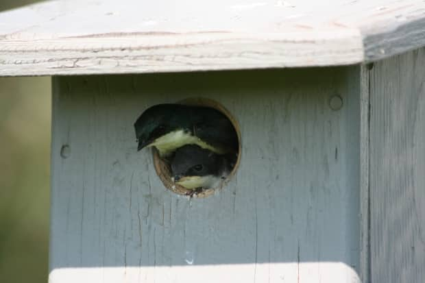 Nearly 90 bird boxes have been built in Salmon Arm, B.C., to help swallow populations flourish. 