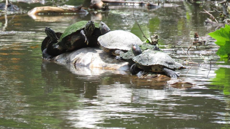 Making room for one more, tree turtles crown onto a branch of a large sycamore tree that fell into Lake Afton June 26.