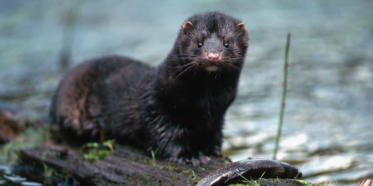 american mink eating trout