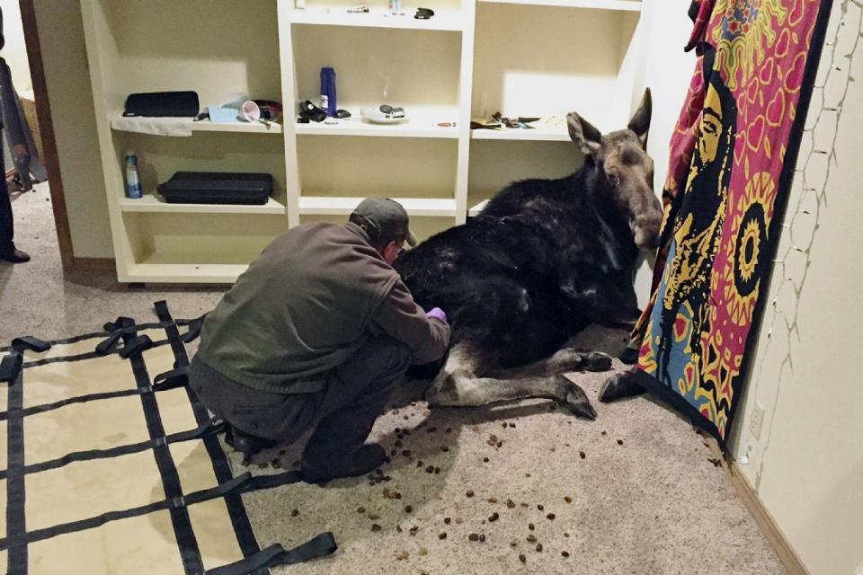 In this Sunday, Jan. 29, 2017 photo, an Idaho Department of Fish and Game officer tends to a moose after she fell through an unlatched window into the basement of a home in Hailey, Idaho. Law enforcement andied to sh DFG officers first troo the moose upstairs. The moose was then tranquilized and then carried up the stairs. (Alex Head/Idaho Department of Fish and Game via AP)