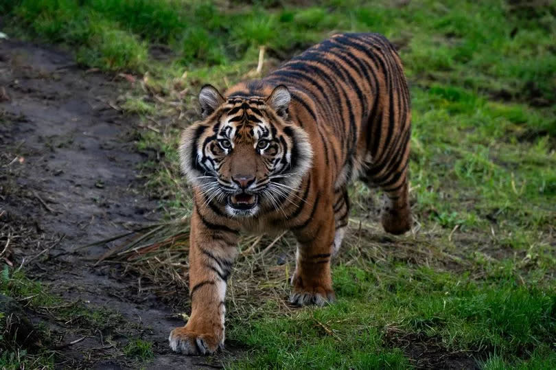 Crispin, the Sumatran tiger, walks along his grassy enclosure with his striking bright orange and jet black fur