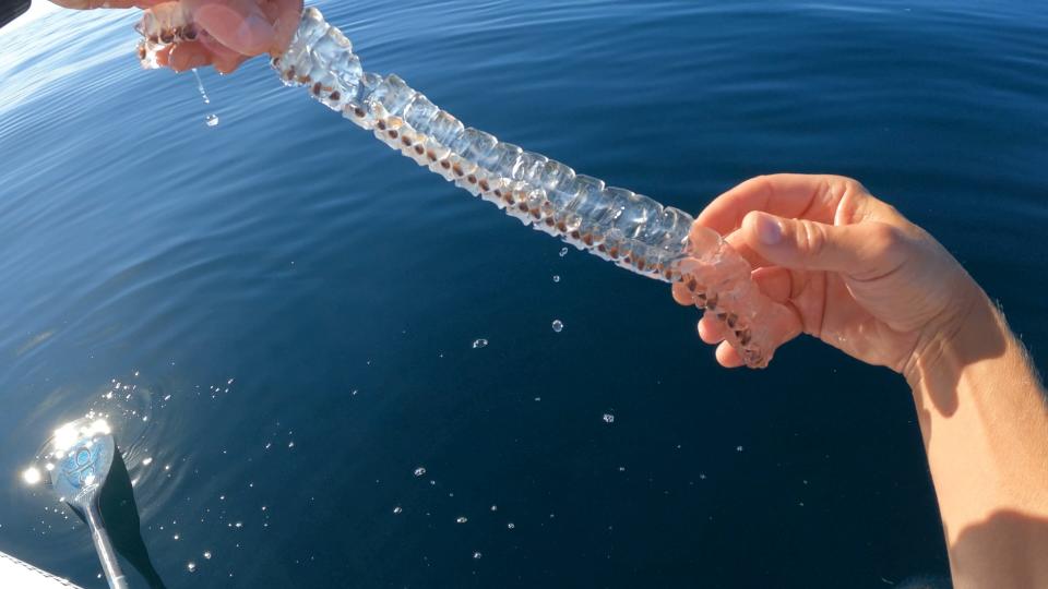 In this Jan. 31, 2023 screenshot off a GoPro, Bill Clements holds up a sea salp, a translucent invertebrate that can grow as long as a human.