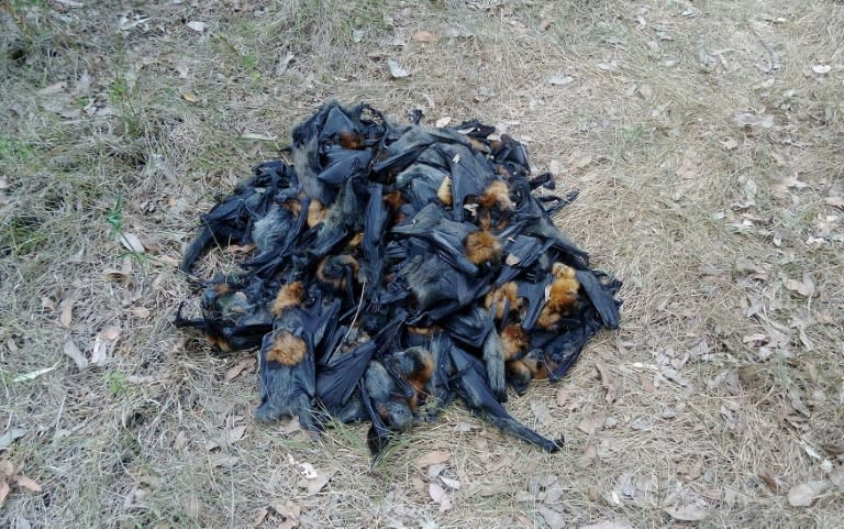 Rescuers were able to save the lives of more than a hundred bats, but many scattered across the ground perished and others died still clinging to trees