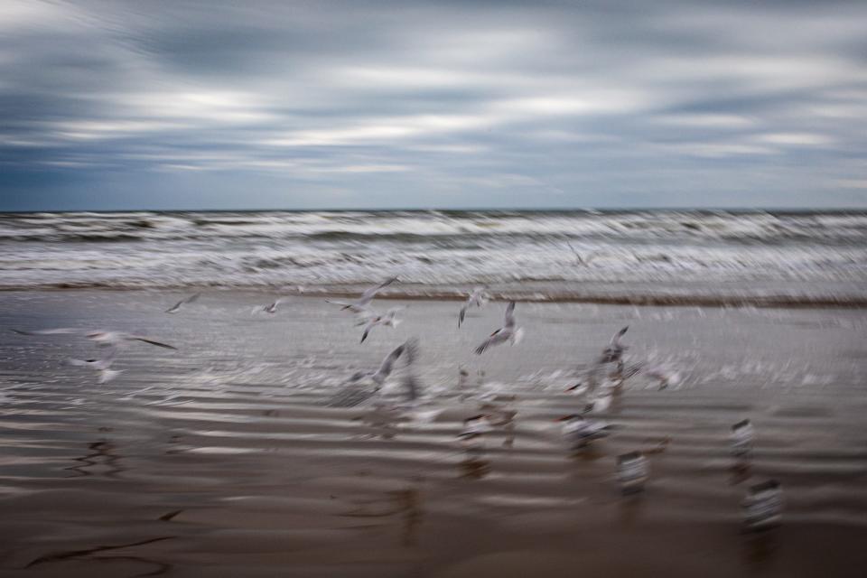 Terns take flight at Padre Island National Seashore on Tuesday, March 19, 2024, in Corpus Christi, Texas.