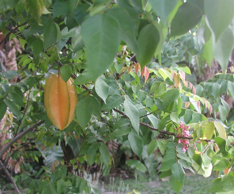 Carambola is among the subtropical fruit crops that grow well in Central Florida.