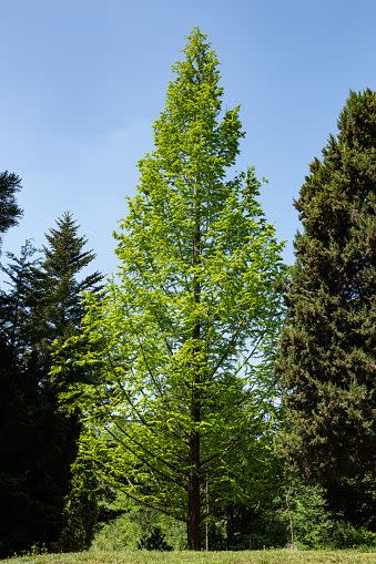 fast growing shade trees