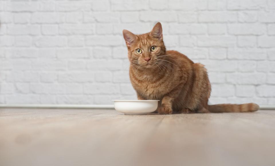 The Best Cat Foods You Can Buy for Your Feline Friend