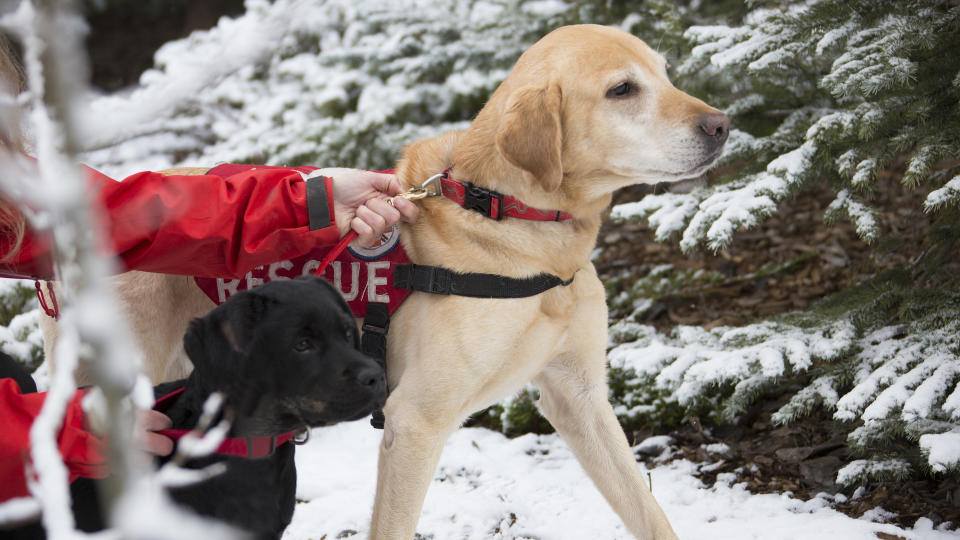 They make great search and rescue dogs