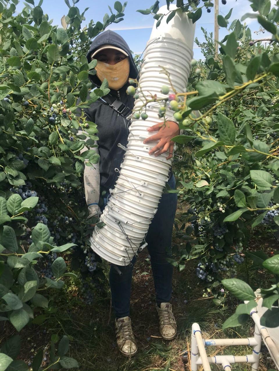 Gianna Nino-Tapias holds a day's worth of buckets to be filled with blueberries. Workers are paid about $3.50 a bucket and can pick four buckets in an hour on a good day. They're usually out there picking for 8 to 10 hours a day, even when it gets up to 110 degrees, and they're cut from the job if they can't manage to make minimum wage.