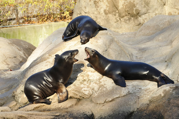 California sea lion pups at Wildlife Conservation Society's Bronx Zoo.