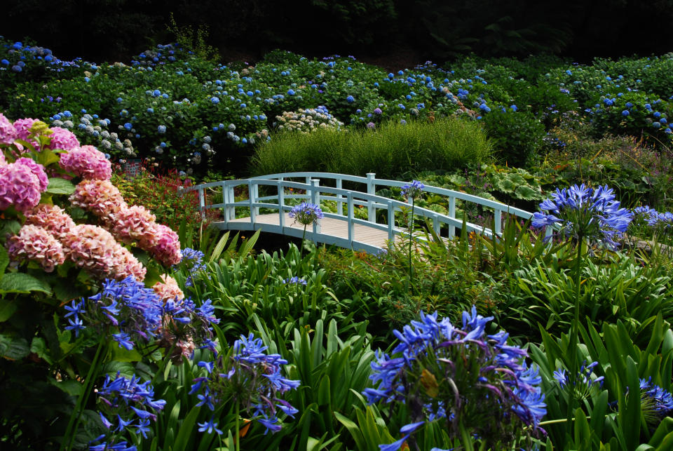 White bridge in the hydrangea valley at Trebah Garden, Cornwall, United Kingdom