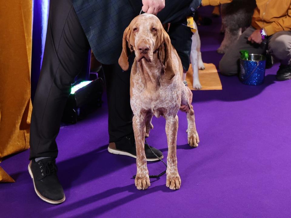 Tim McGraw's dog Lepshi, a bracco Italiano, won Best of Breed at the