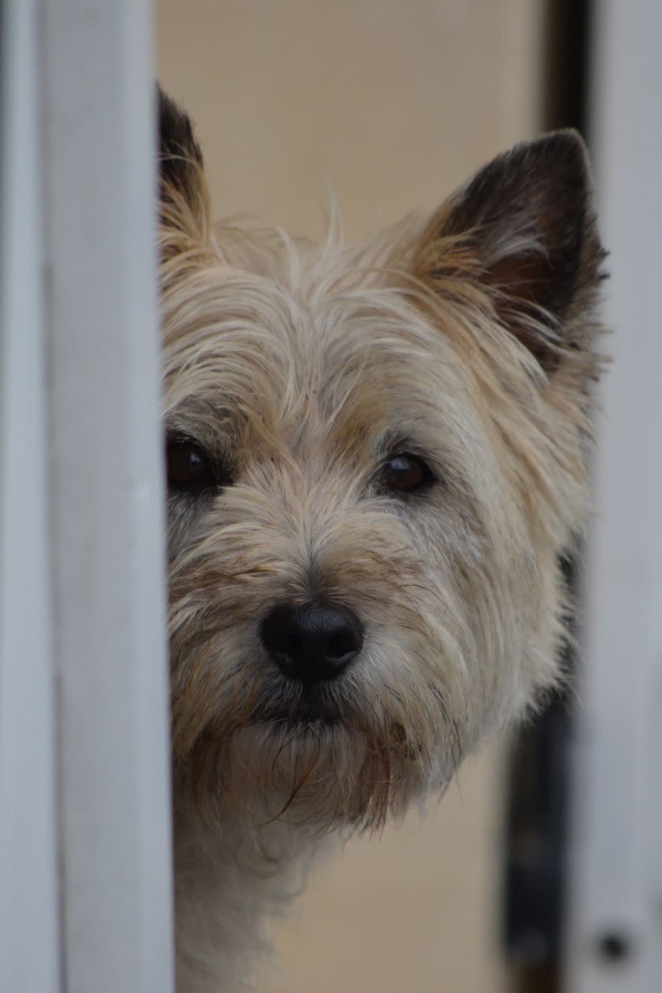 Cairn Terrier