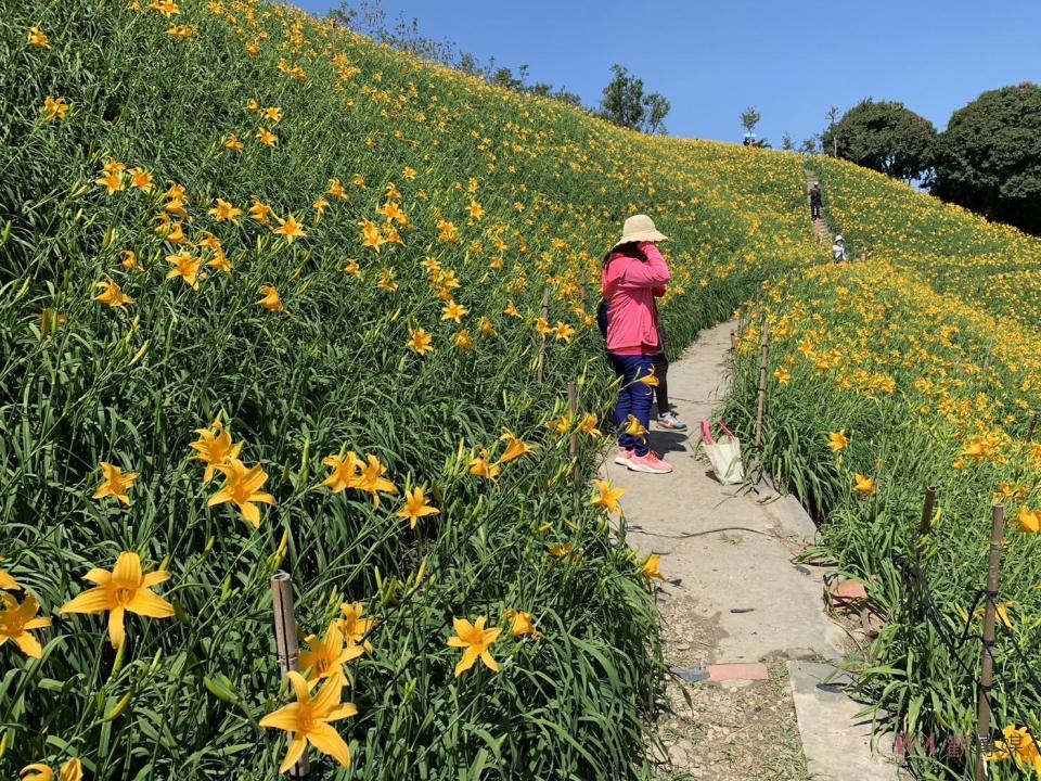 ▲花壇虎山巖成千上萬的金黃色金針花在山丘上綻放，吸引了近萬遊客紛紛前來賞花。（資料照　記者陳雅芳攝）