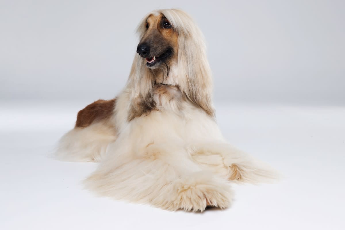 A stylish Afghan Hound posing for the camera<p>KDdesign_photo_video via Shutterstock</p>