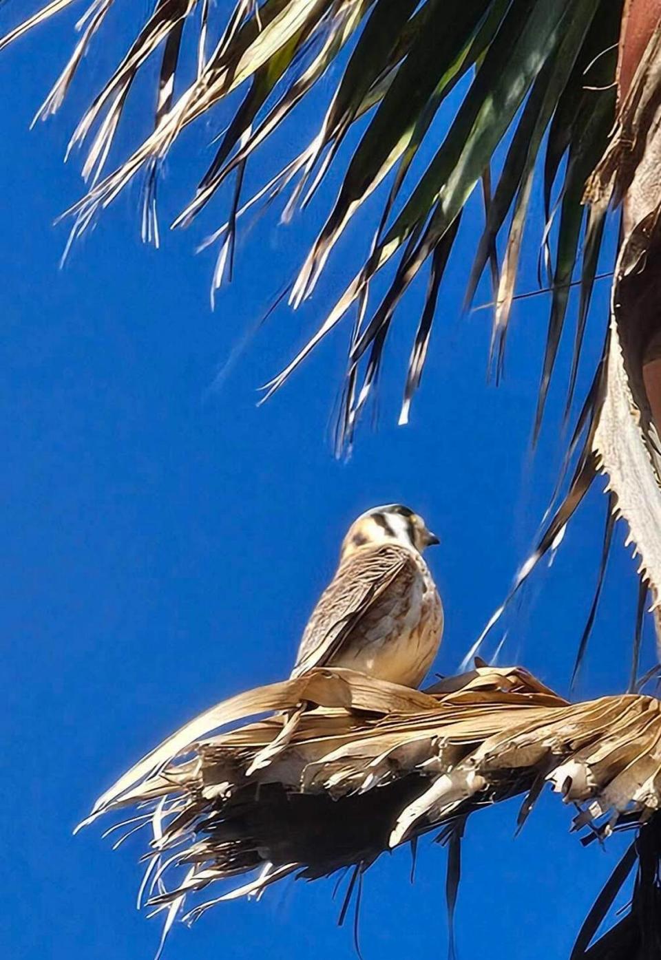 A female kestrel sits in a Morro Bay palm tree on Feb. 25, 2024, the day before PG&E hired a contractor to trim the tree.