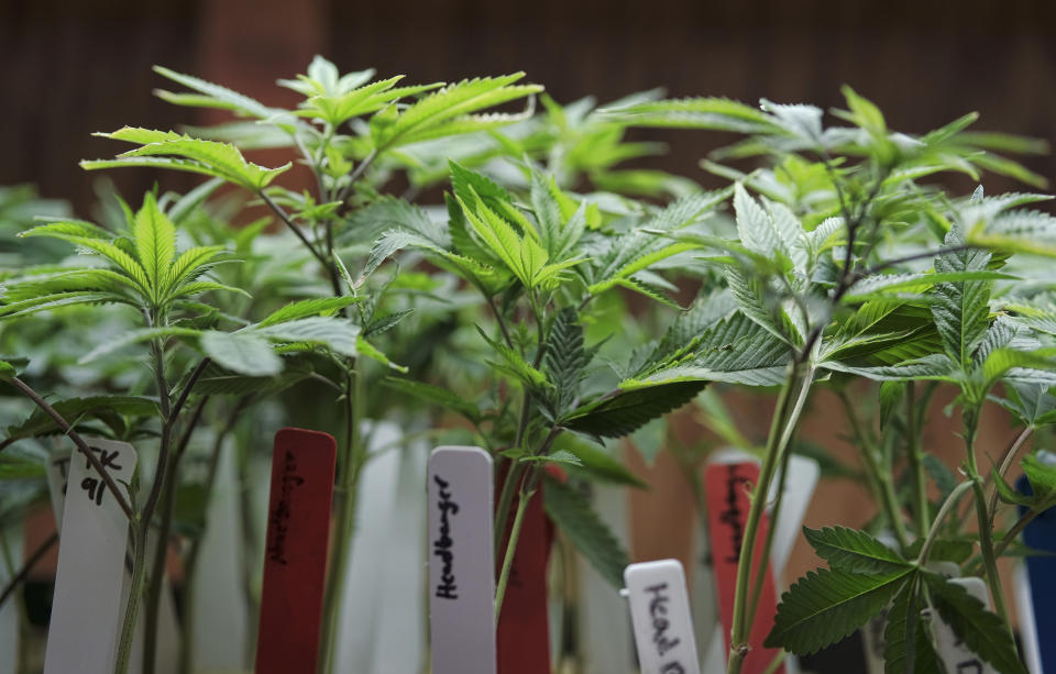 FILE - This April 15, 2017 file photo shows marijuana plants for sale at the ShowGrow dispensary a medical marijuana provider in downtown Los Angeles. California's struggling legal cannabis industry is expected to grow next year to $3.1 billion, but it remains far outmatched by the state's thriving illegal market. A report released Thursday, Aug. 15, 2019, finds consumers are spending roughly $3 in the state's underground pot economy for every $1 in the legal one. (AP Photo/Richard Vogel,File)