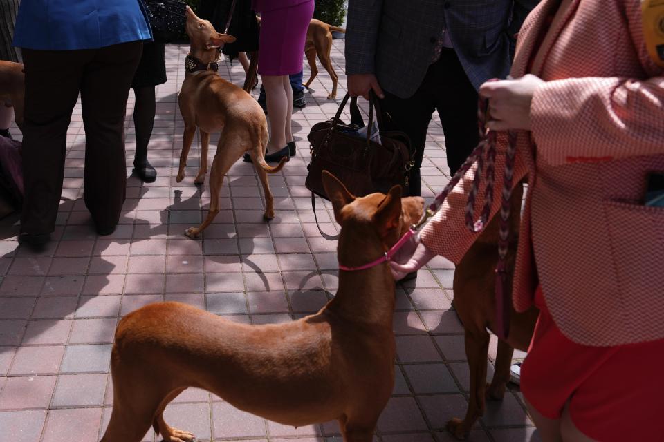 Dogs and handlers wait to take photos at the 148th Westminster Kennel Club Dog show, Monday, May 13, 2024, at the USTA Billie Jean King National Tennis Center in New York. (AP Photo/Julia Nikhinson)