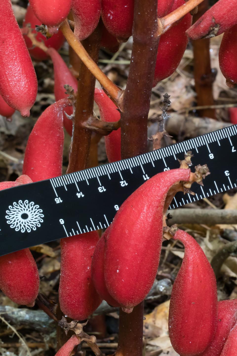 The fruit of the Japanese orchid found at Longwood Gardens was hard to miss for their unique size and color.