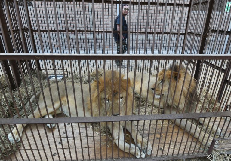 The Colombian circuses gave up the lions voluntarily but police had to launch raids to free the lions in Peru