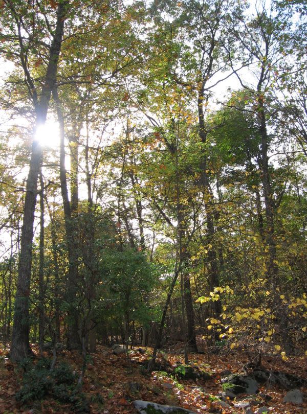 The woods behind the author's Connecticut home where she lived with G and her daughters before moving to California.