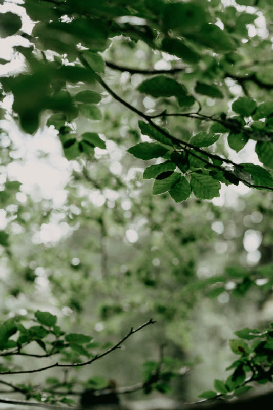 Ash trees in a forest.<p>Photo by Annie Spratt on Unsplash</p>