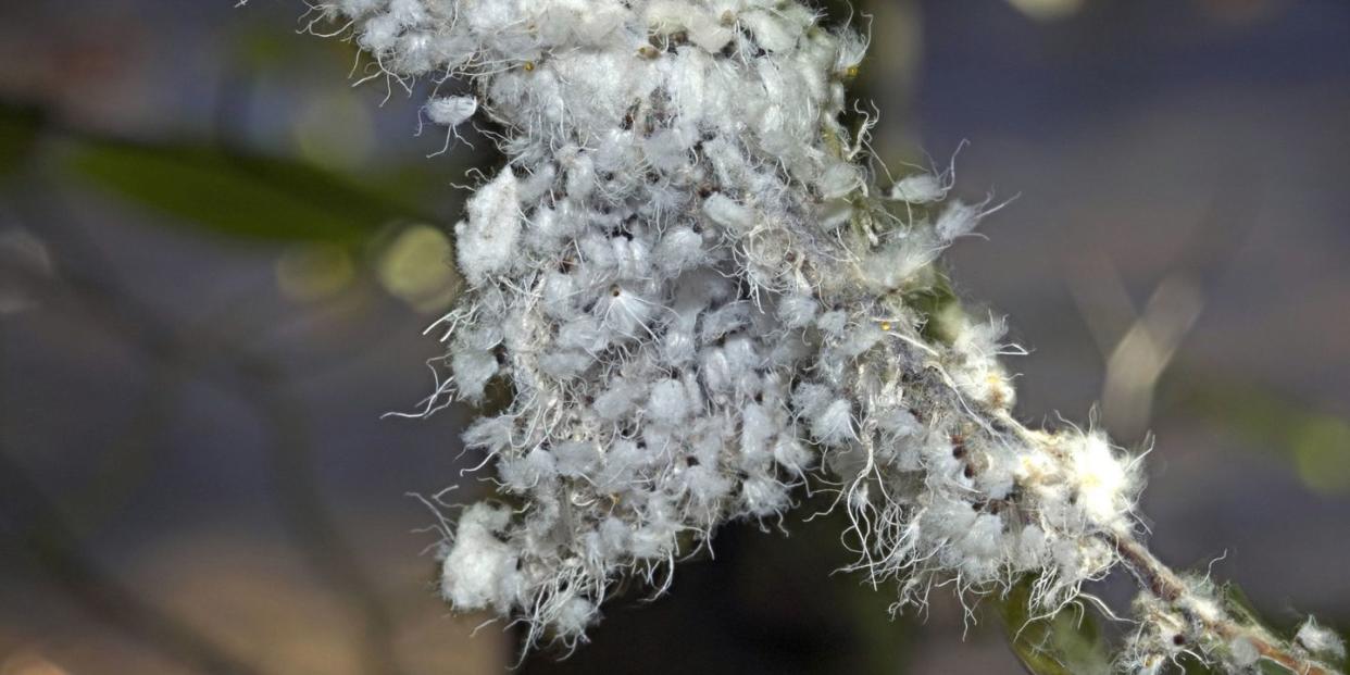 wooly aphids