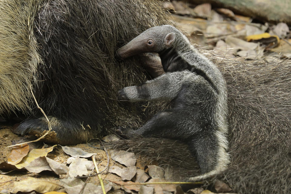 The newborn giant anteater pup at River Safari. (PHOTO: Wildlife Reserves Singapore)