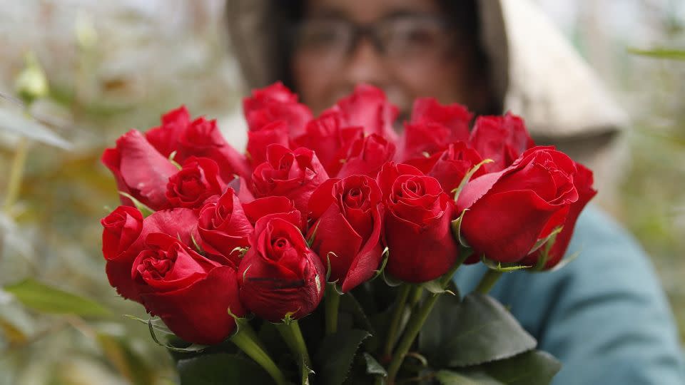 A worker holds a bunch of roses on a flowers plantation in El Rosal, near Bogota, on January 25, 2022. - Colombian flowers industry export millions of roses and all kind of flowers around the world ahead of Valentine's Day on February 14. (Photo by DANIEL MUNOZ / AFP) (Photo by DANIEL MUNOZ/AFP via Getty Images) - DANIEL MUNOZ/AFP/AFP via Getty Images