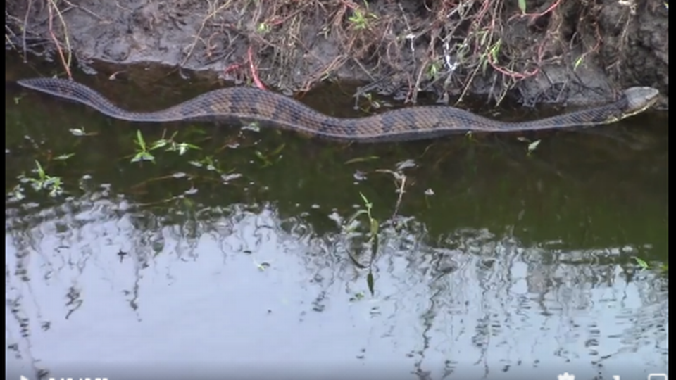 One of the longest venomous cottonmouth snakes seen in North Carolina was caught on video by a state herpetologist near the coast. It was more than 5 feet long