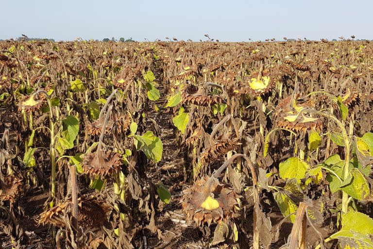 Girasol dañado por el cancro